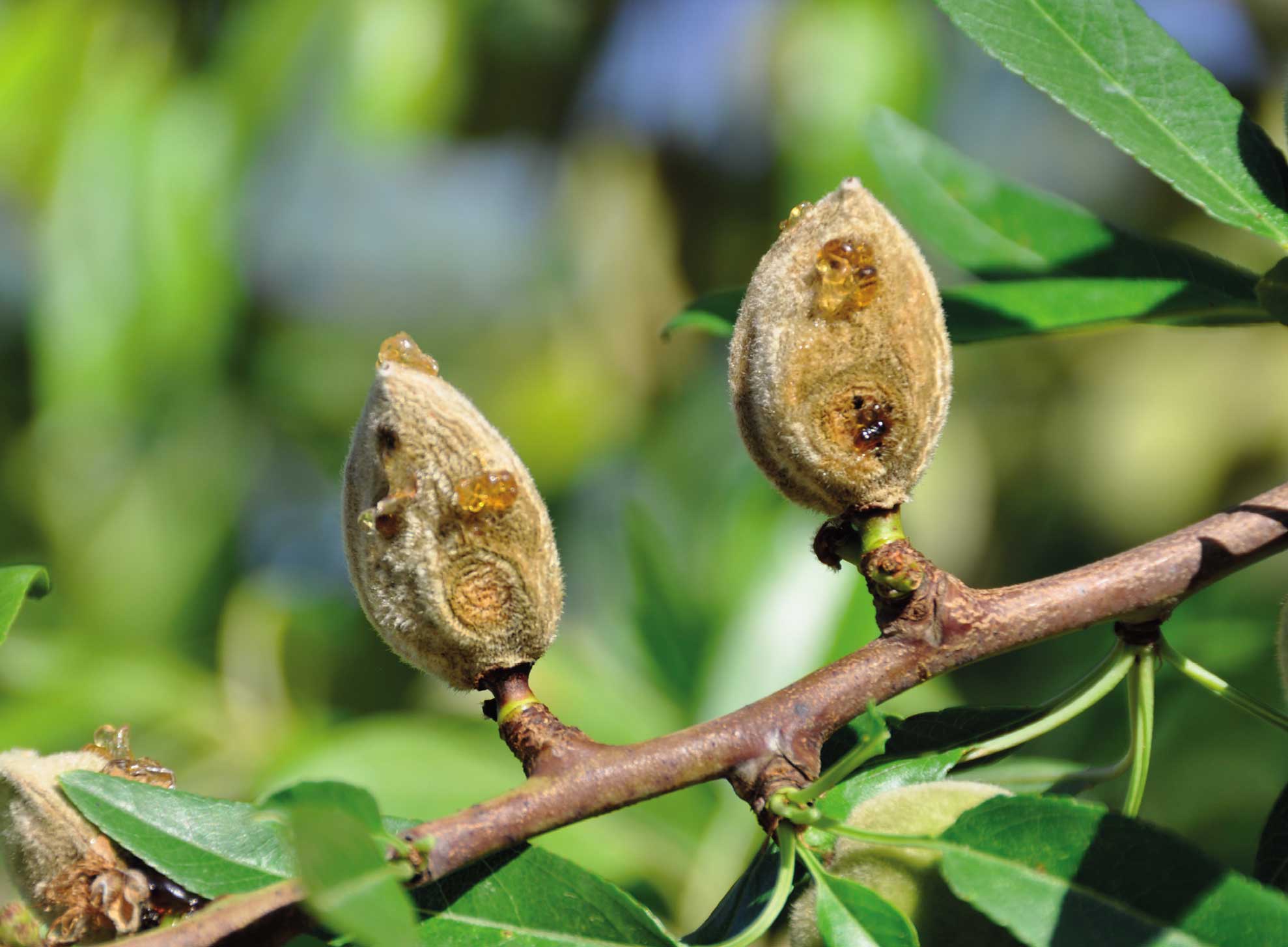 ANTRACNOSIS DEL ALMENDRO