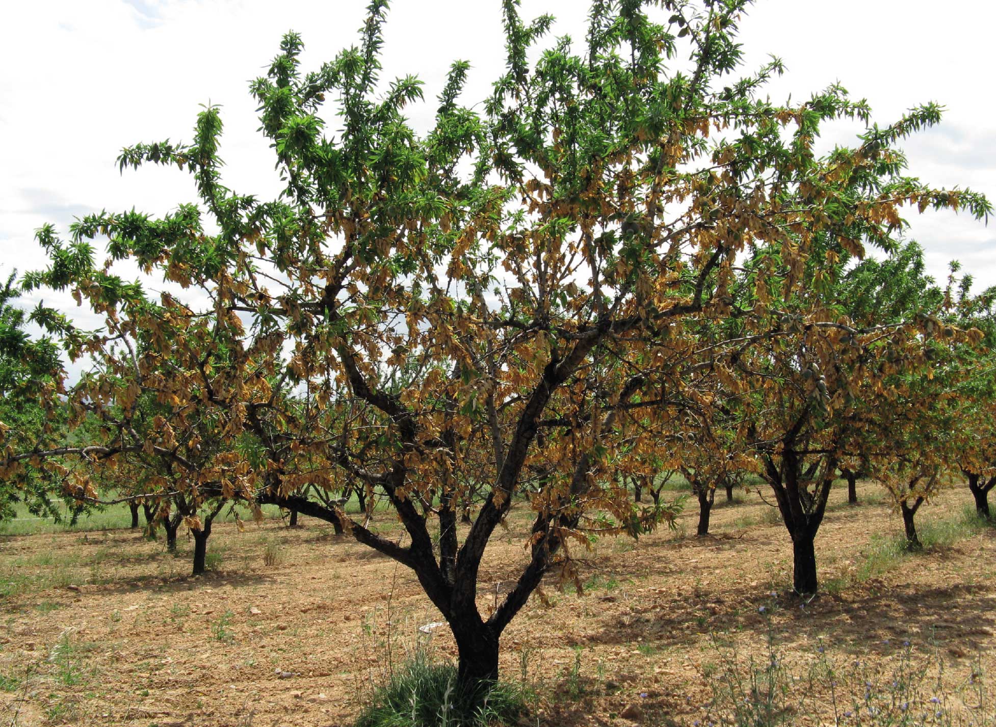 CHANCRO EN EL ALMENDRO