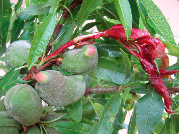 LEPRA O ABOLLADURA DEL ALMENDRO