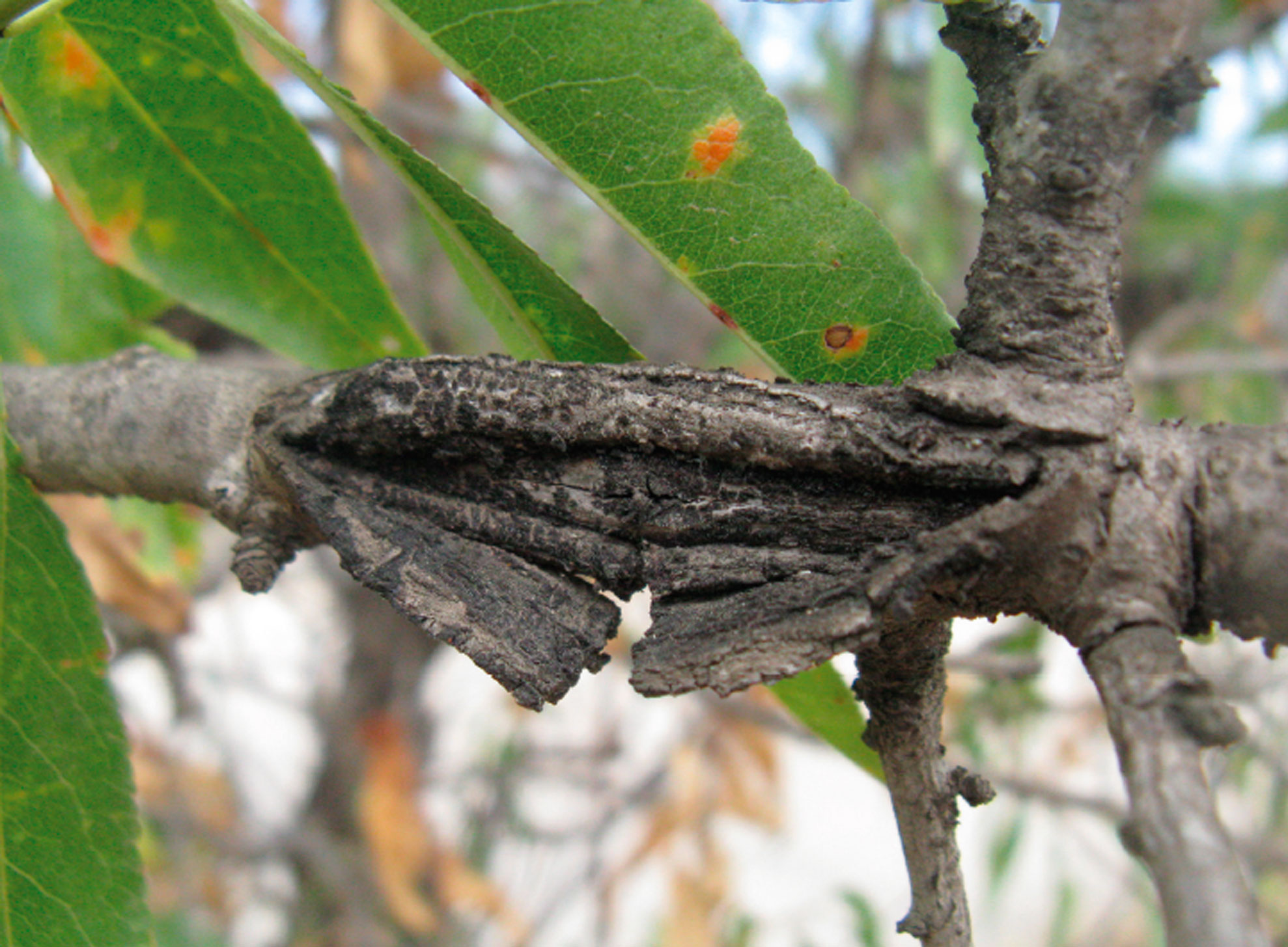 MONILIA O PODREDUMBRE PARDA DEL ALMENDRO