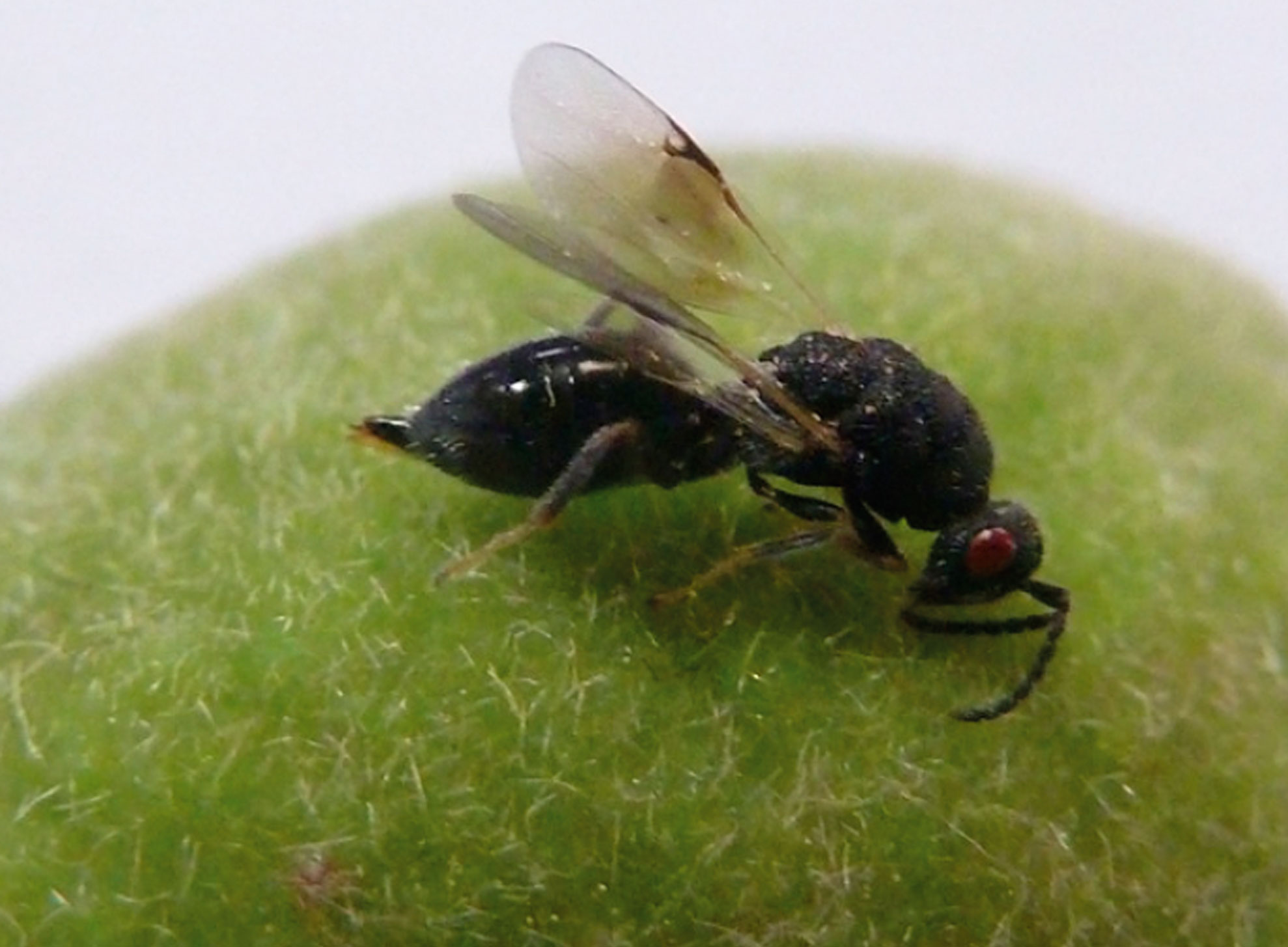 AVISPILLA DEL ALMENDRO