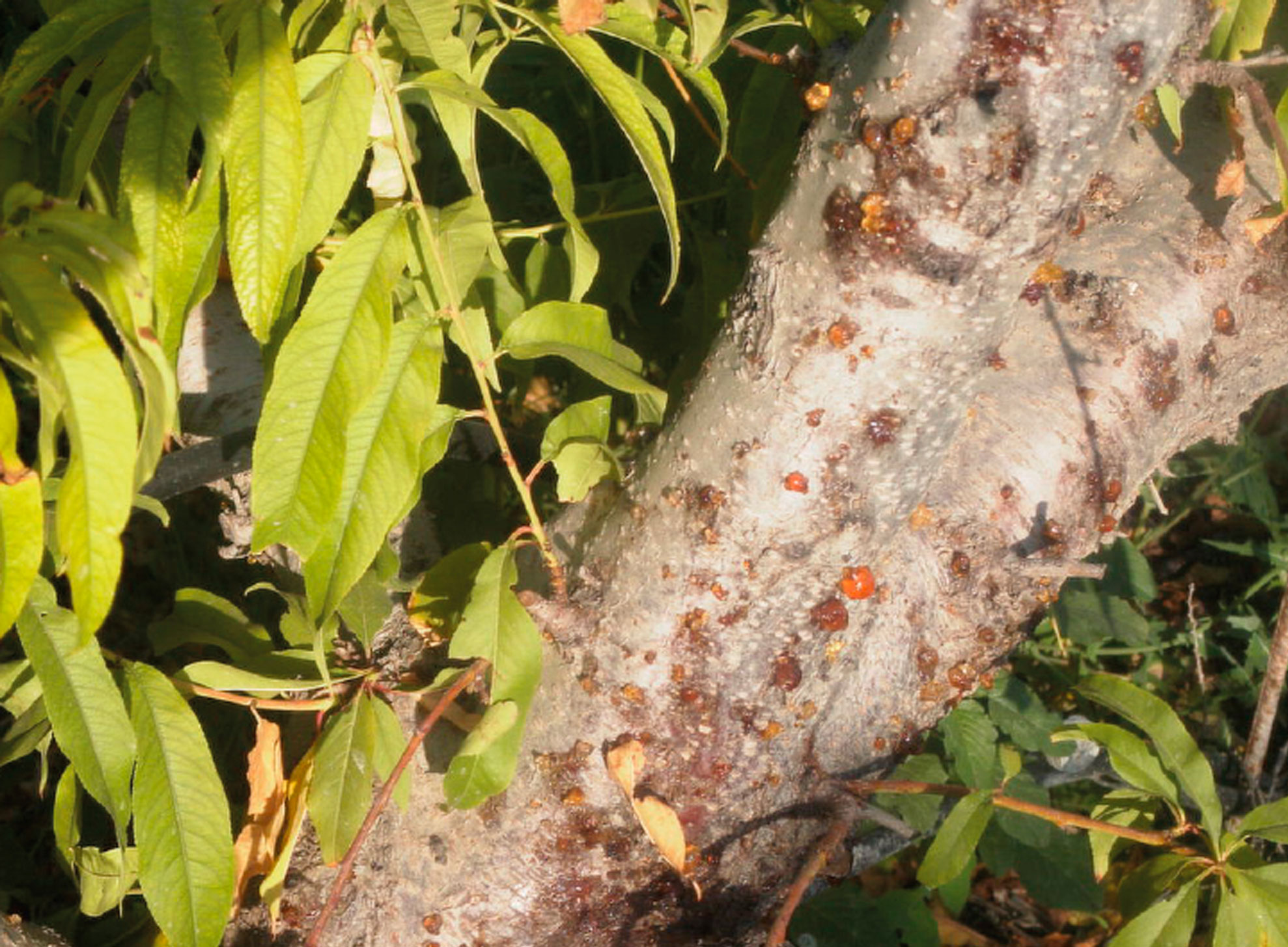 BARRENILLO DEL ALMENDRO