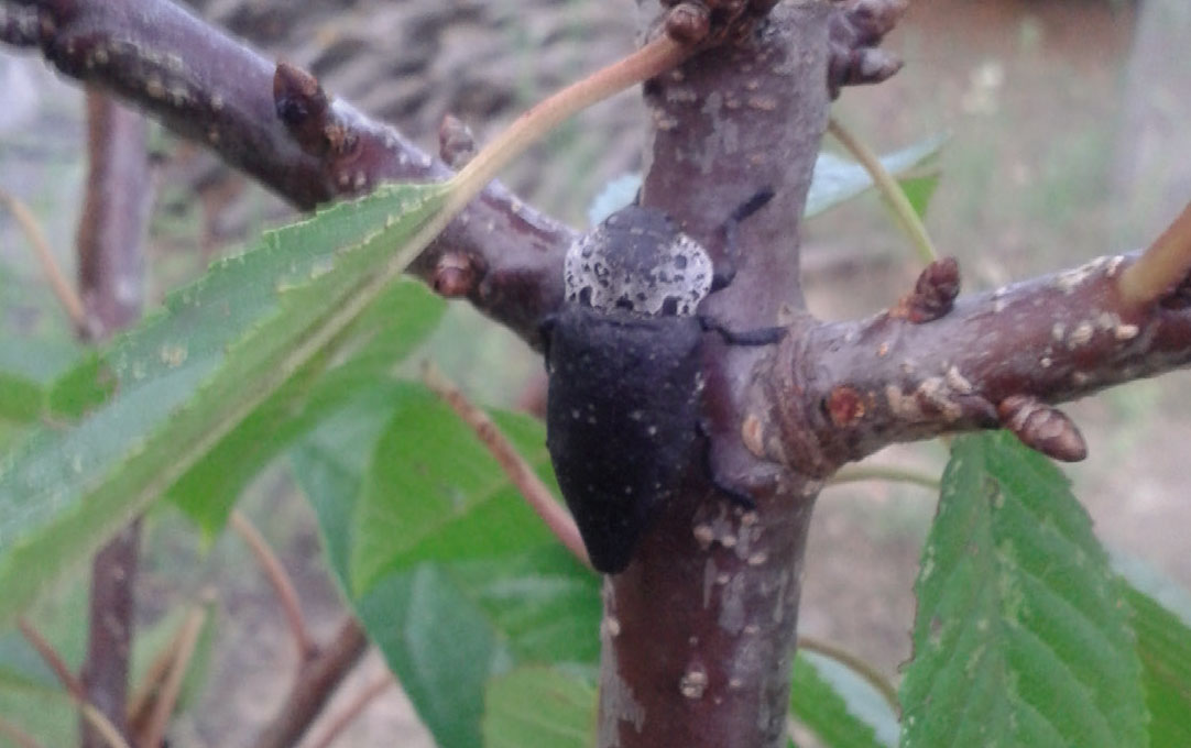 GUSANO CABEZUDO DEL ALMENDRO