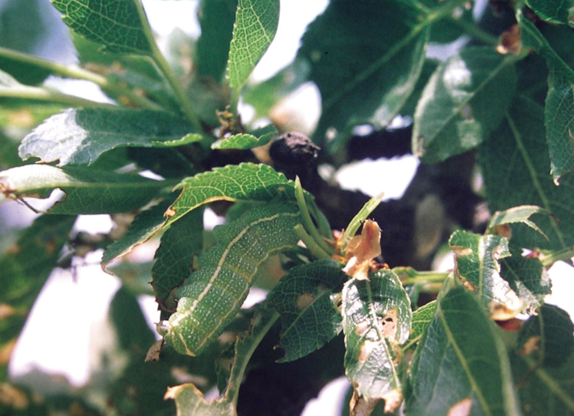 ORUGA VERDE DEL ALMENDRO