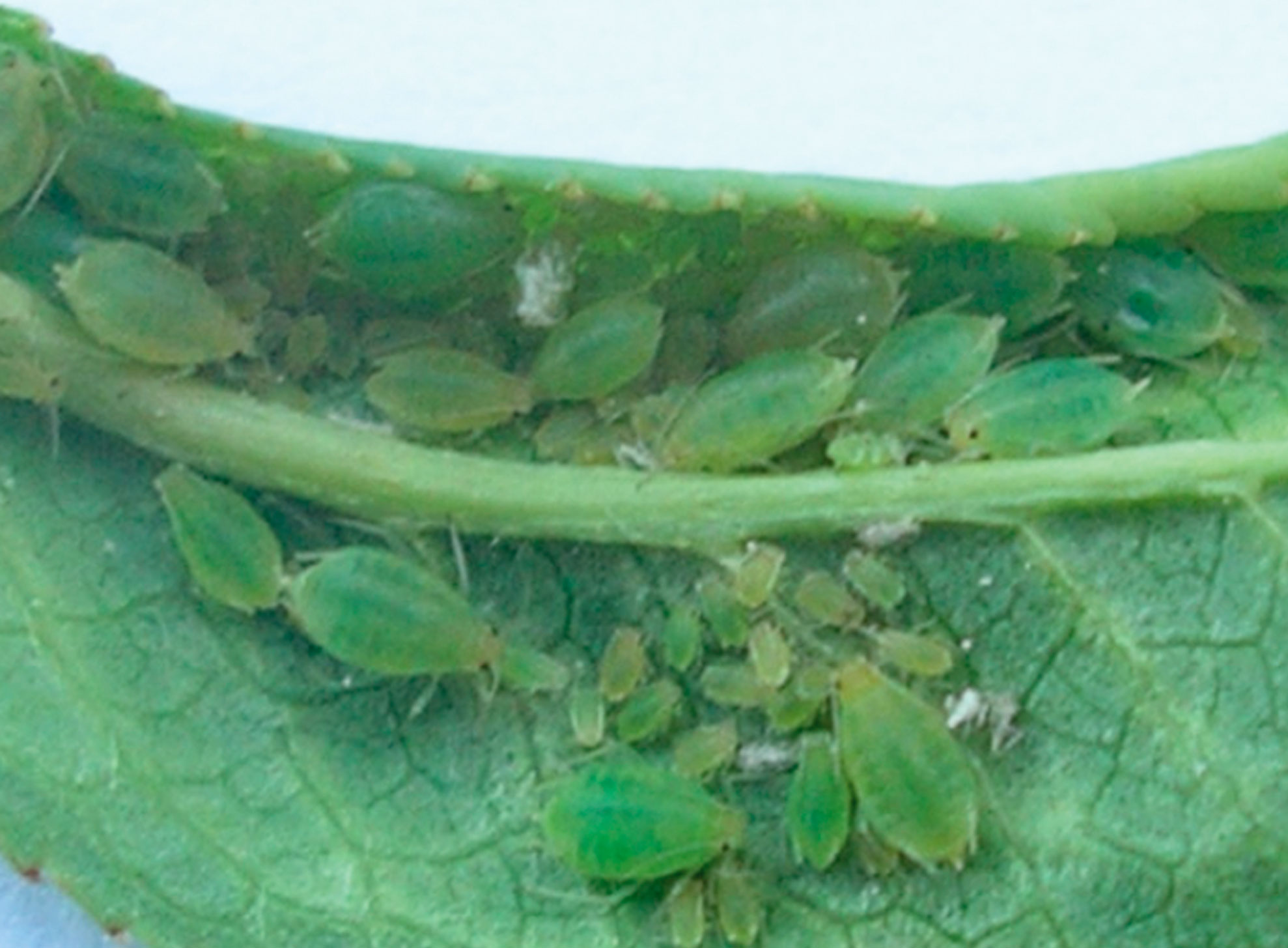 PULGÓN VERDE DEL ALMENDRO