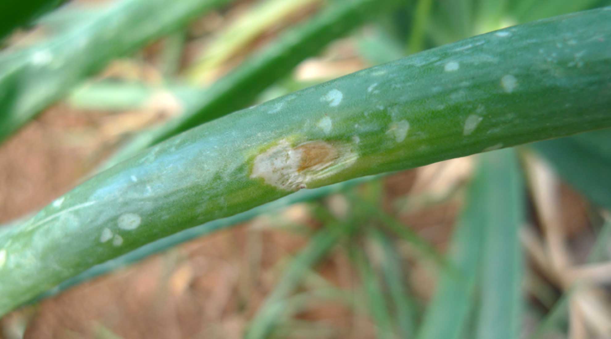 ALTERNARIA, MANCHA PÚRPURA DE LA HOJA