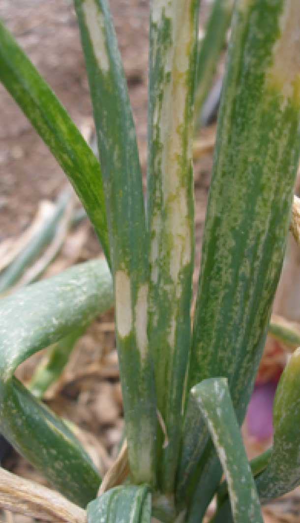 VIRUS DEL AMARILLEO ENANIZANTE DE LA CEBOLLA