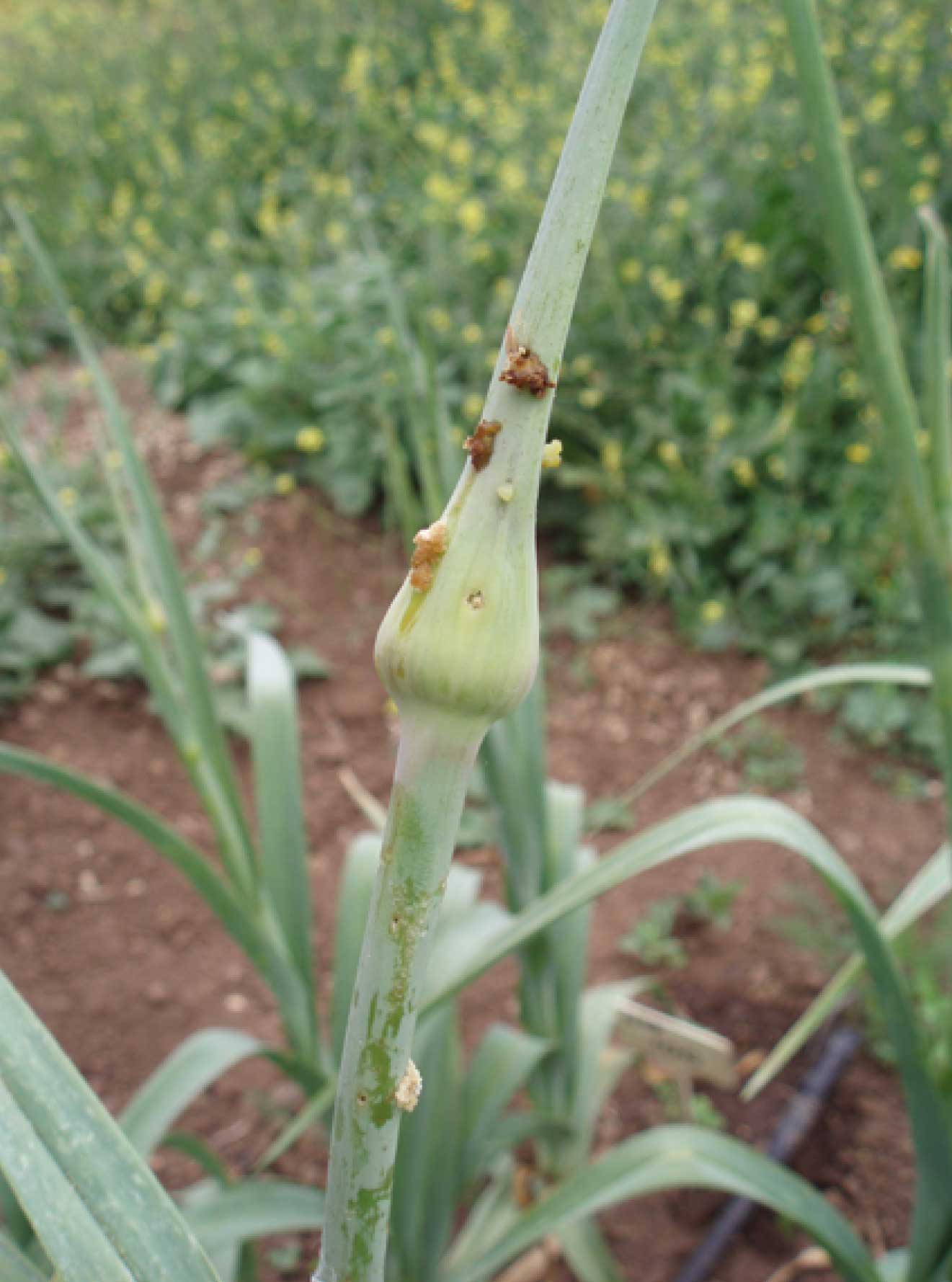 POLILLA DE LA CEBOLLA