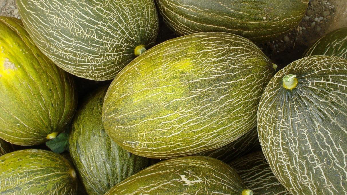 GUÍA DE CULTIVO DEL MELÓN