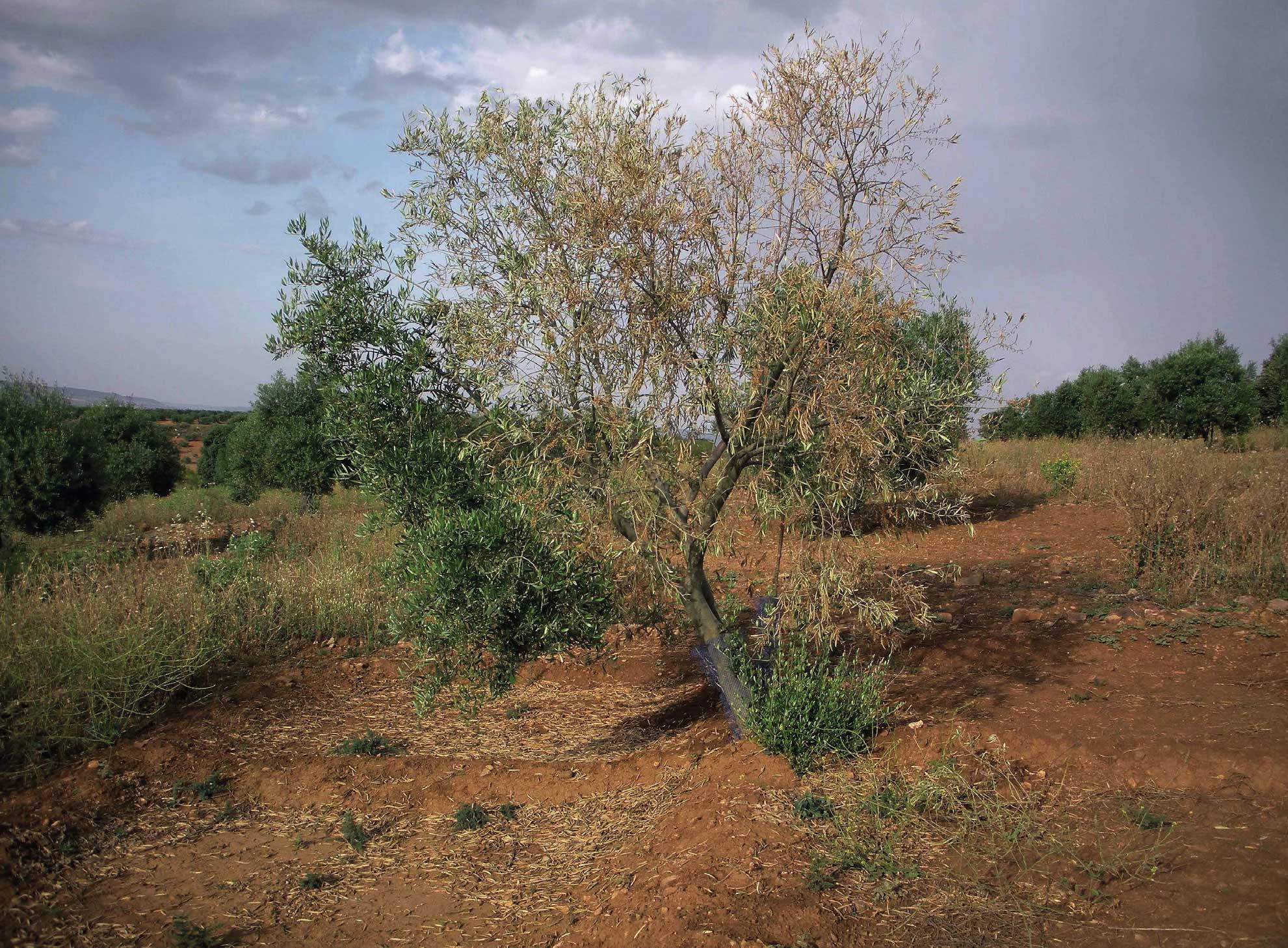 VERTICILOSIS DEL OLIVO