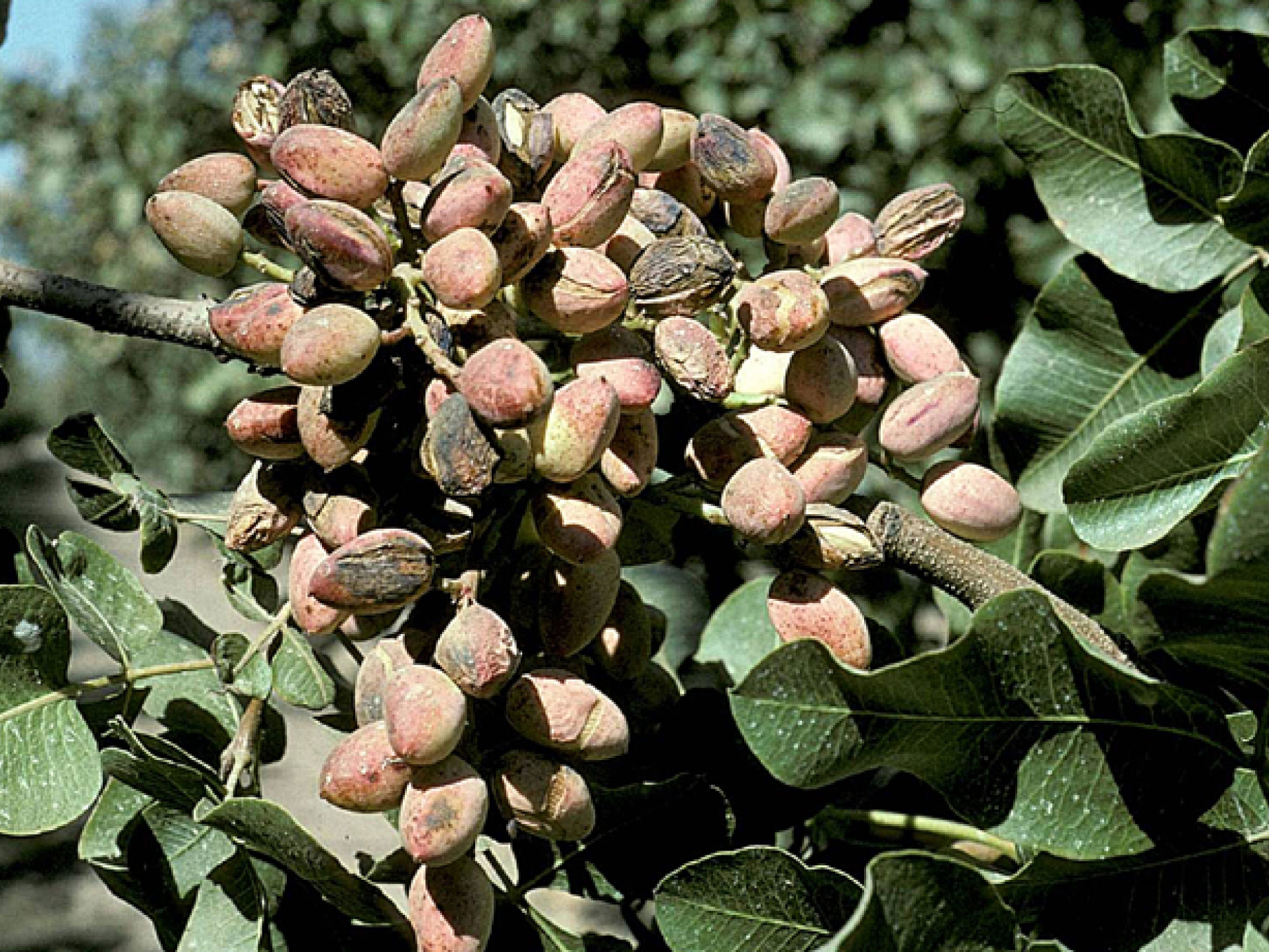 ALTERNARIA, ALTERNARIOSIS, TIZÓN TARDÍO DEL PISTACHO