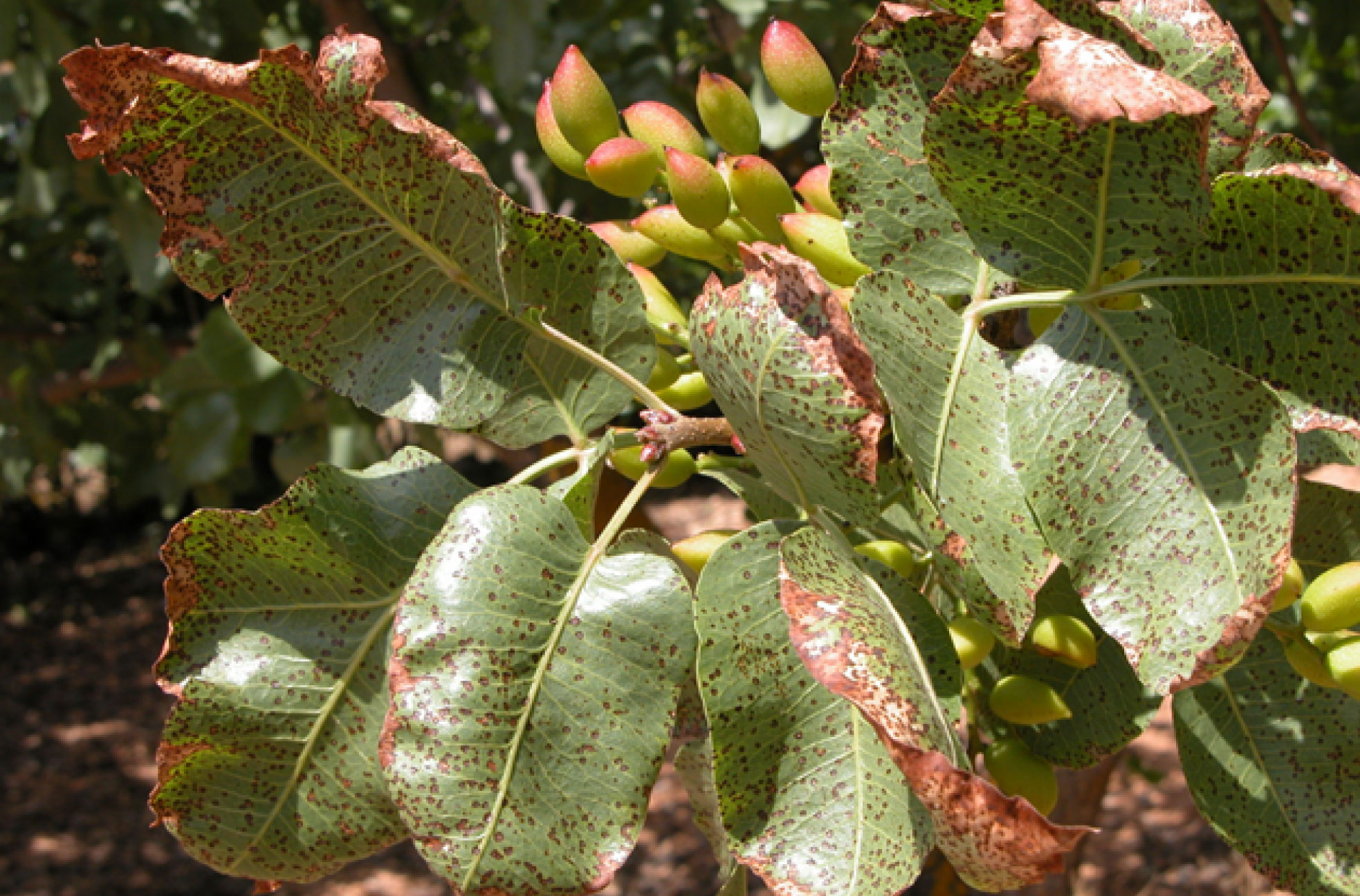 SEPTORIA DEL PISTACHO