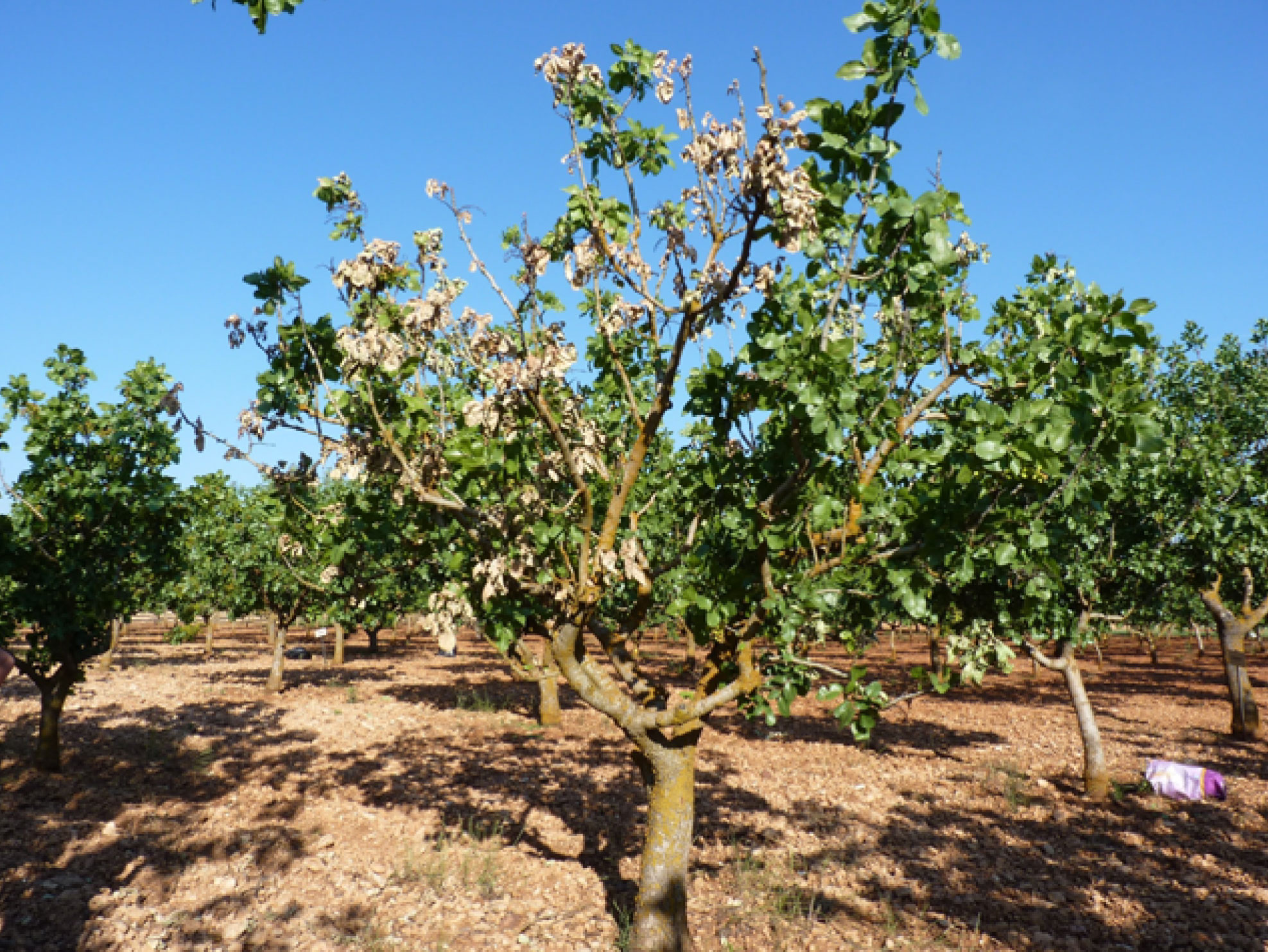 VERTICILOSIS DEL PISTACHO