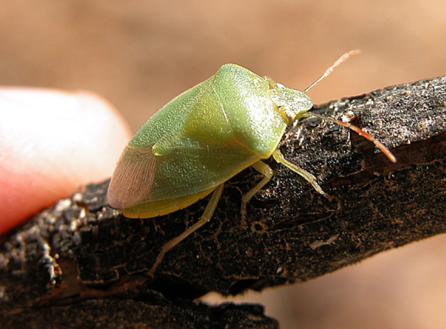 CHINCHE VERDE  DEL PISTACHO