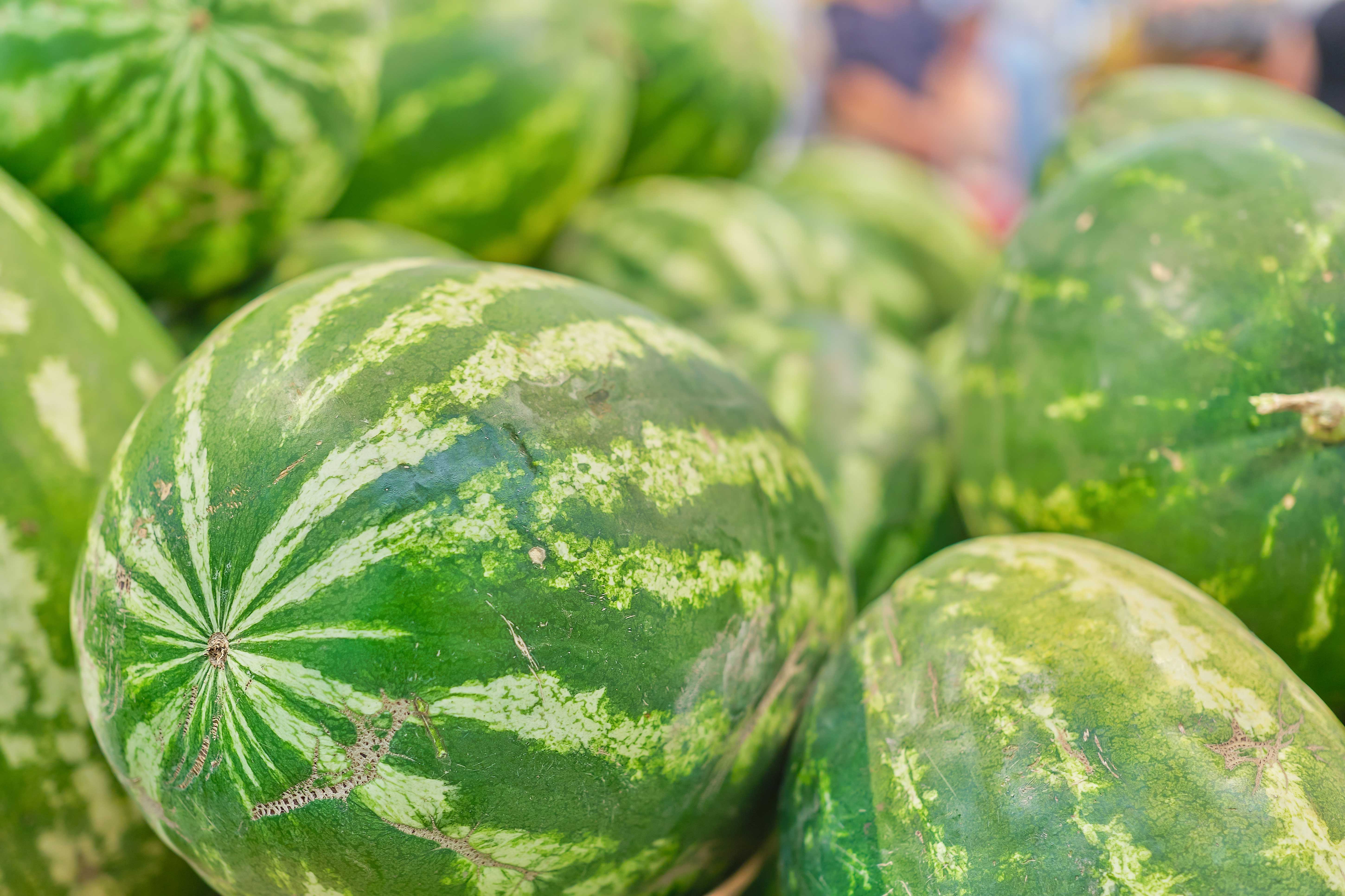 GUÍA DE CULTIVO DE LA SANDÍA