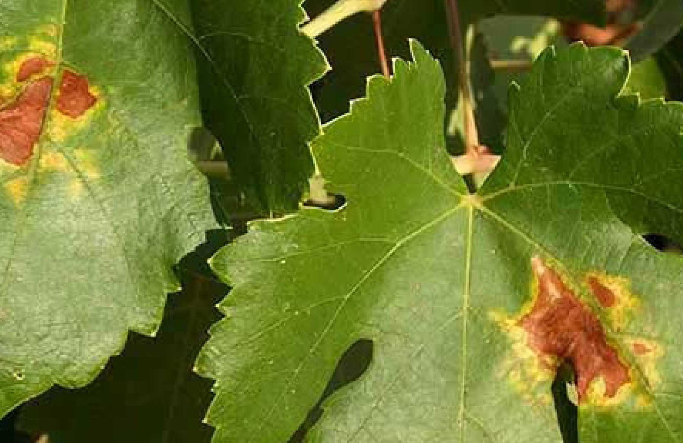 ARAÑA AMARILLA COMÚN DE LA VIÑA