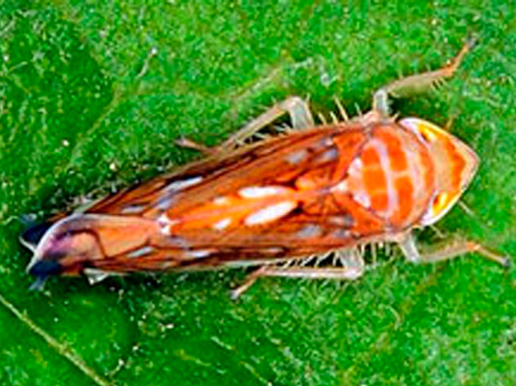 MOSQUITO DE LA FLAVESCENCIA EN VIÑA