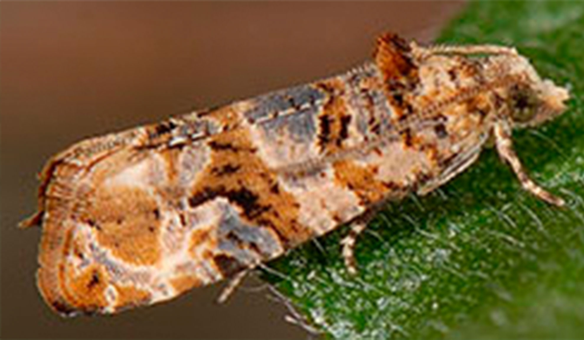 POLILLA DEL RACIMO EN VIÑA